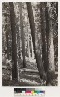 Vicinity of Toulumne Grove of Big trees. Shows view of Sugar pine -White fir stands. Understory shrubs; Rosa sp., Cornus nuttallii, Corylus rostrata, Arctostaphylos patula, Ceanothus integerrimus, Ceanothus parvifolius, Chamaebatia foliolosa, Pteris aquilina