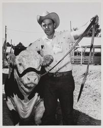 Champion Hereford bull at the Sonoma County Fair, Santa Rosa, California
