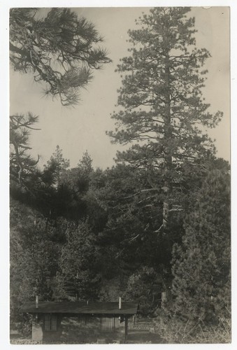 Trees surrounding Pine Hills cabin