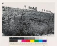 3 miles NW of Grass Valley. Deforested land. Species: Arctostaphylos viscida, Ceanothus cuneatus, Quercus kelloggii. Assoc. spp.: Ponderosa pine. (Air photo 20-29)