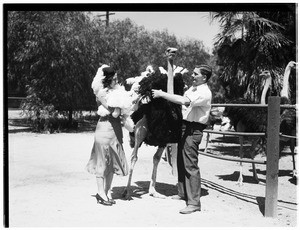 Man and a woman removing a feather from an ostrich in Lincoln Park
