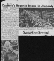 Capitola's begonia image in jeopardy