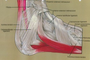 Illustration of dissection of the right ankle, lateral view, showing the major muscles, ligaments and tendons