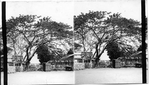 Tree In Botanical Gardens. Manila. P.I