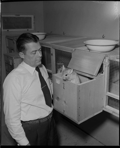 Man with chinchilla at cages