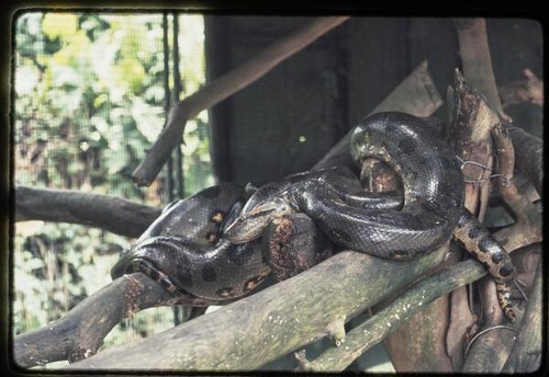 Guyana Zoo