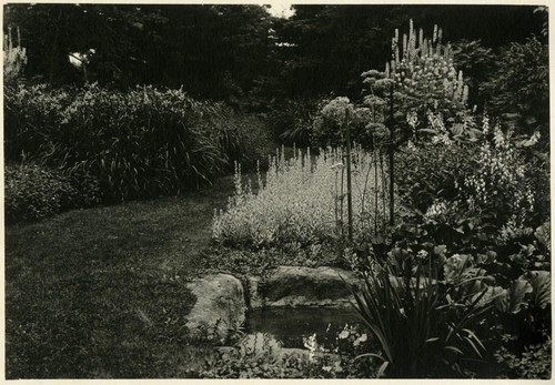 [plants and pond]