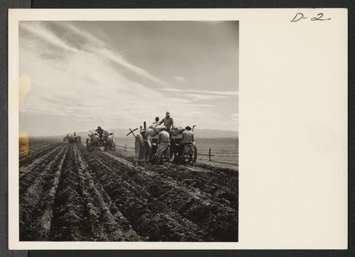 A crew of four feeding rotary planters seeding 500 acres at this War Relocation Authority center for evacuees of Japanese ancestry. Photographer: Stewart, Francis Newell, California