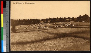 Livestock grazing in a field, Chotanagpore, India, ca.1920-1940