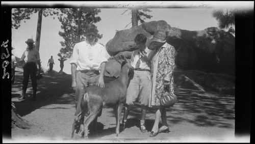 Clara Bartlett, woman, and man feeding a deer, Yosemite National Park, 1924