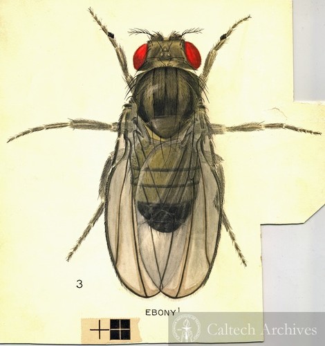 Fruit fly drawing, full fly (Drosophila melanogaster)