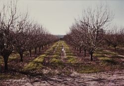 Dutton Ranch apple orchard