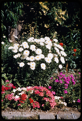 Shasta Daisies And Sweet William In The Luther Burbank Home