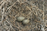 Western gull nest and eggs