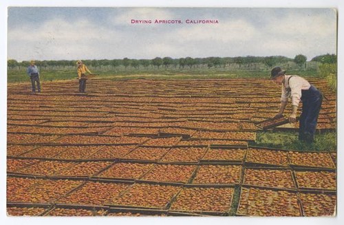 Drying Apricots, California