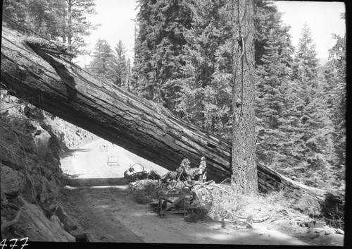 Fallen Giant Sequoias, Giant sequoia with fell across Generals Highway near Buena Vista Point, April 21, 1953