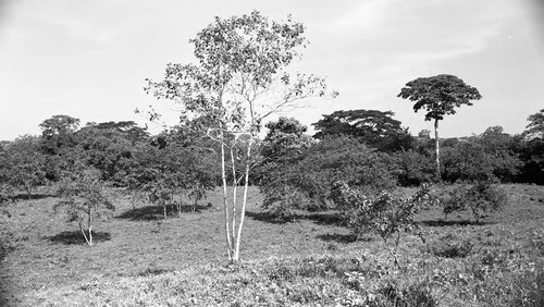 Landscape with trees, San Basilio de Palenque, 1976