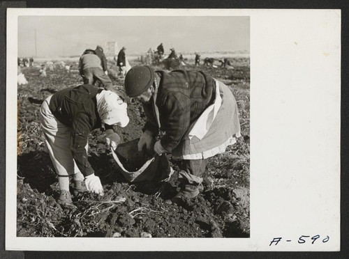 Evacuee farmers filling sacks with newly dug potatoes at this relocation center. Photographer: Stewart, Francis Newell, California