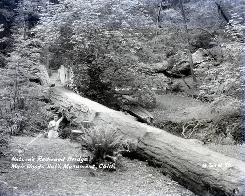 Foot bridge made from a redwood tree in Muir Woods, circa 1935 [postcard negative]