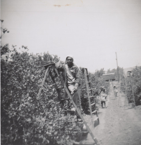 Mervyn De Guzman Picking Lemons for Briggs Lemon Association in Santa Paula, CA