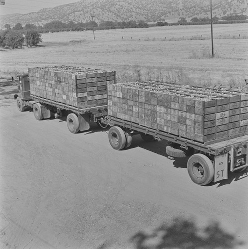 Double trailer load of pears, Berryessa Valley