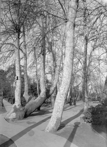 Sycamore trees in the park