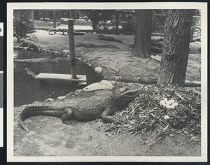 Alligator near a nest of eggs, ca.1900