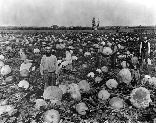 Pumpkin field in Lankershim, 1915