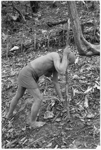 Man planting taro