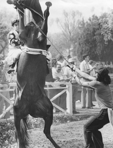 Trainer trying to calm an excited horse at Santa Anita