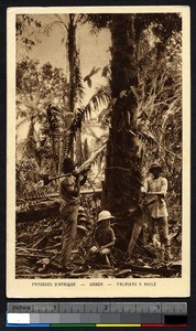 Two men and a boy chopping a palm tree, Gabon, ca.1900-1930