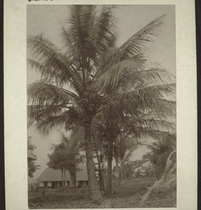Coconut tree near Abetifi planted by the missionary Ramseyer