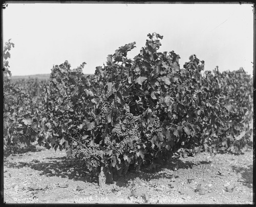 Grapes on vine, Olvina Winery, Livermore, Mariposa County, California. [negative]