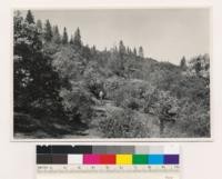 East end of Penn Valley. Shrub-tree type; dense. Species: Arctostaphylos viscida, Quercus wislizenii, Photinia arbutifolia, Quercus douglasii, Pinus sabiniana. (Air photo 1-75)