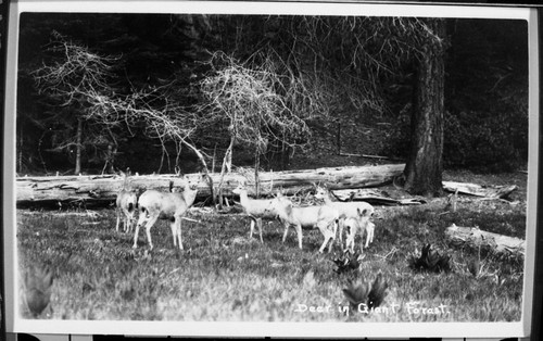 Deer, Mule Deer Group
