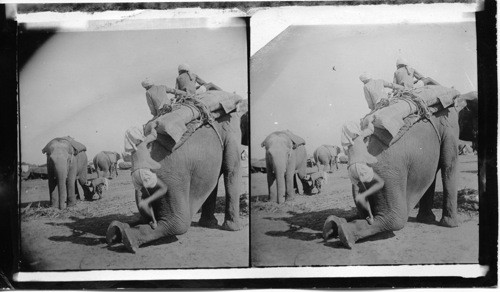 Army elephants of India, mounting by the tail. India