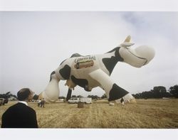 Al Bono, Chief Executive Officer of the California Cooperative Creamery looking at a hot air balloon shaped like a cow--advertising California Gold Dairy Products--at the 1994 Sonoma County Hot Air Balloon Classic, July 1994