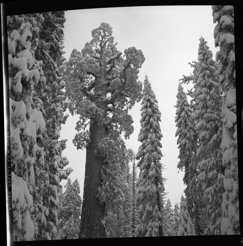 Winter Scenes, General Grant Tree, General Grant tree in snow