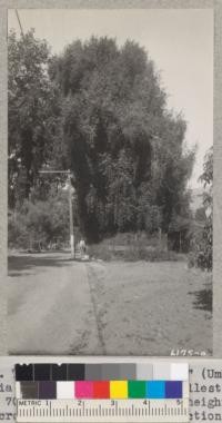 The "Laurel of San Marcos" (Umbellularia californica), diameter at breast height smallest point 70"; 18.3' circumference; height 96'; crown spread 100' both directions. Stands beside the old road near foot of the San Marcos Pass road, Santa Barbara County. 1937. Metcalf