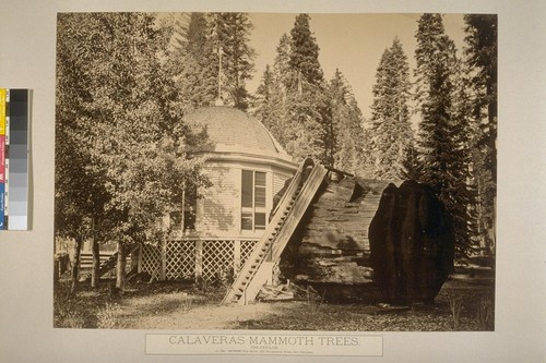 Calaveras Mammoth Trees. The Pavilion