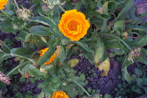 Top-down view of orange flower