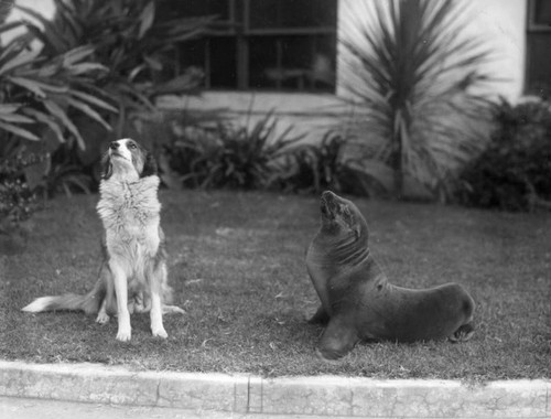 Seal and dog