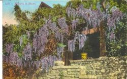 Greeting card with picture of wisteria in bloom, postmarked Sebastopol, Oct.10, 1913