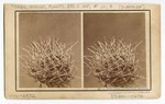 Cereus Engelmanni, full plant. 10 (front); Ech[i]nocactus Cylindracens, full plant. 8 (back)