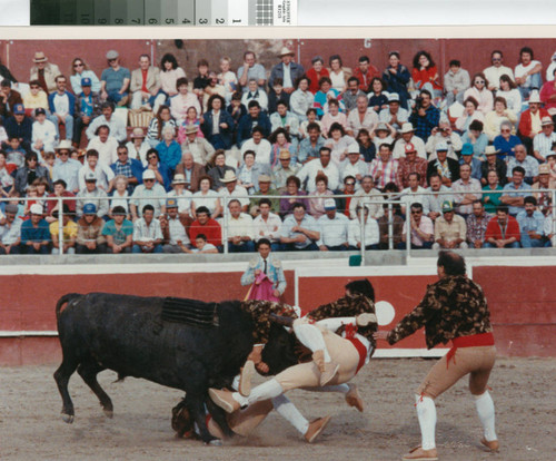 Men attempt a "pega de touros" (bull catch) near Crows Landing, California, April 30, 1989