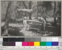 Method of weighing cork from each of the trees, Chico Forest Experiment Station, with the section of cork removed from tree #24 in one piece. Note the smooth appearance of the stripped trees. Metcalf