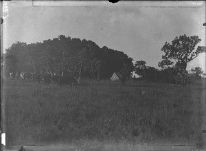 The surroundings of the sanitarium, Shilouvane, South Africa, ca. 1901-1907