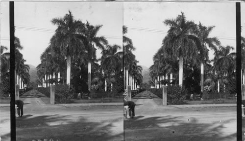 Avenue of Royal Palms off Benetania Avenue. Honolulu. Hawaiian Islands