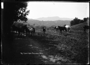 Small herd of horses in Topanga Canyon, January 1, 1904
