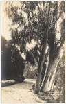 Eucalyptus trees, Hollywood, Cal.
